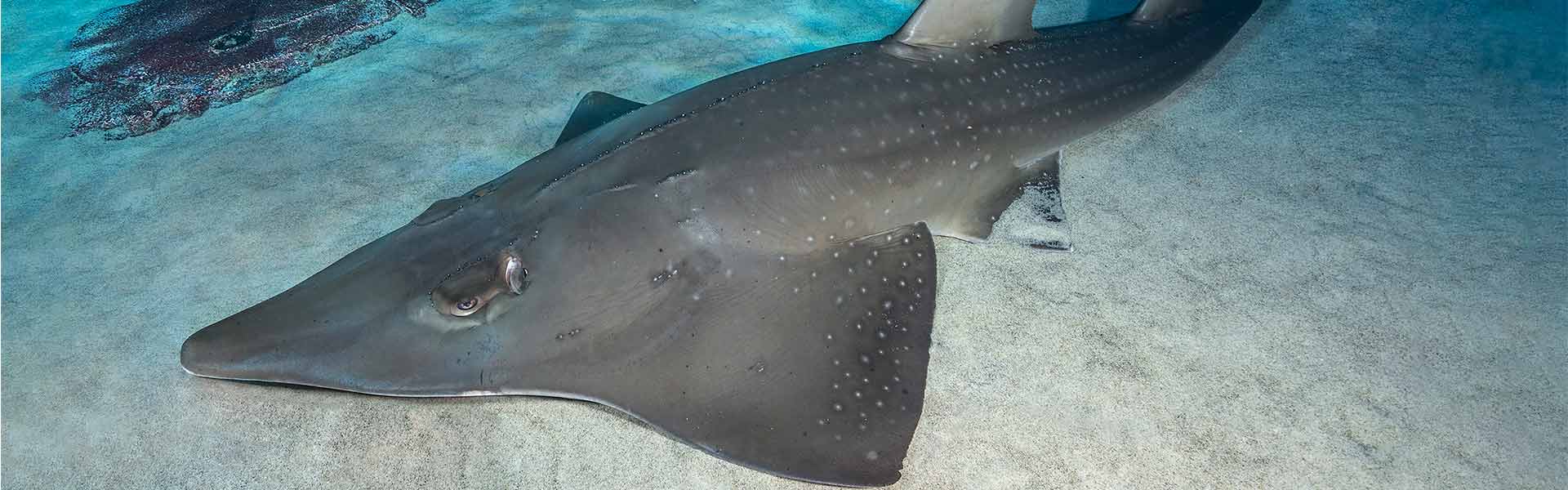 Whitespotted Wedgefish: Discovering the Secrets of These Intriguing Marine Inhabitants